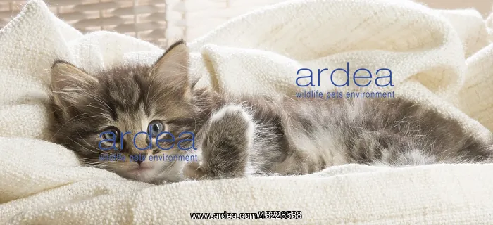  : Norwegian Forest Cat, kitten