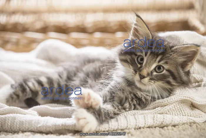  : Norwegian Forest Cat, kitten