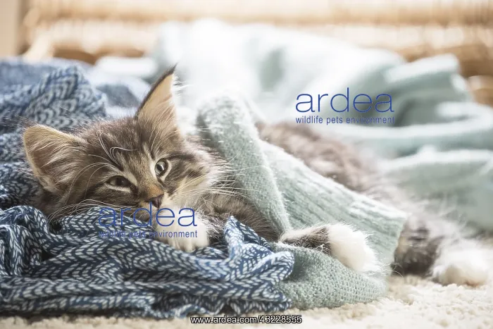  : Norwegian Forest Cat, kitten