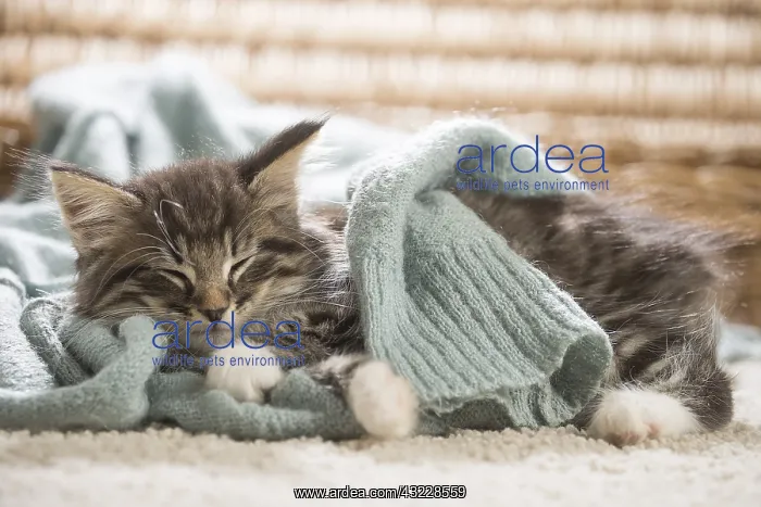  : Norwegian Forest Cat, kitten