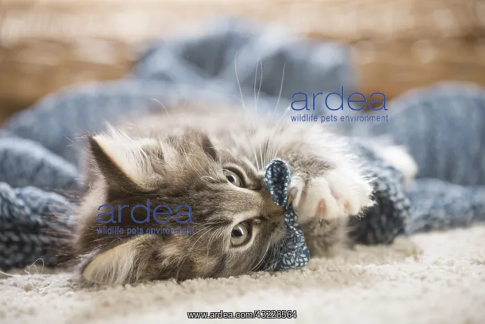  : Norwegian Forest Cat, kitten