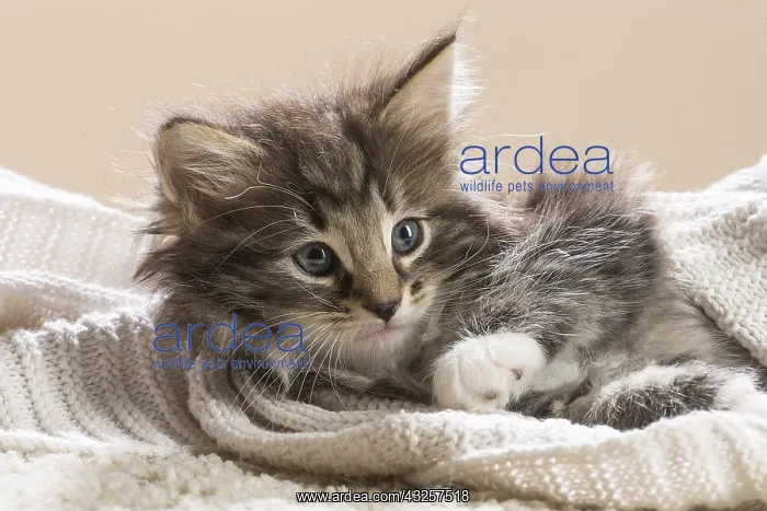  : Norwegian Forest Cat, kitten