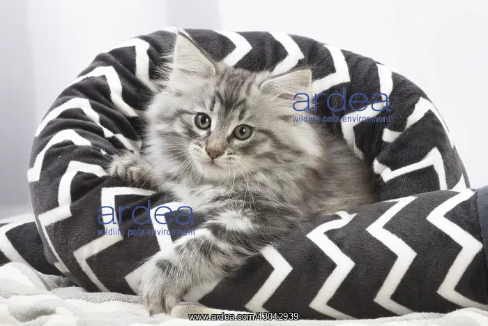 : Norwegian Forest Cat, kitten in a black and white : Norwegian Forest Cat, kitten in a black and white