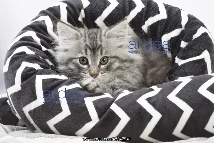 : Norwegian Forest Cat, kitten in a black and white : Norwegian Forest Cat, kitten in a black and white