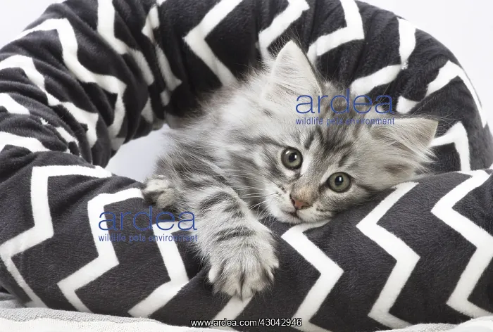 : Norwegian Forest Cat, kitten in a black and white : Norwegian Forest Cat, kitten in a black and white