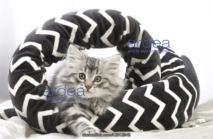 : Norwegian Forest Cat, kitten in a black and white : Norwegian Forest Cat, kitten in a black and white