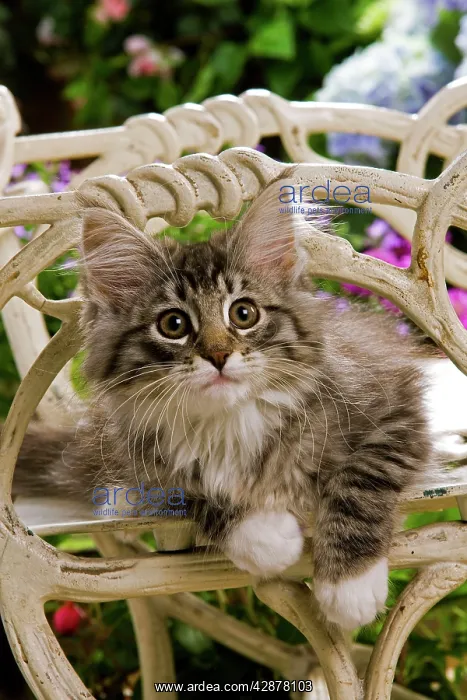  : Norwegian Forest Cat - kitten on chair