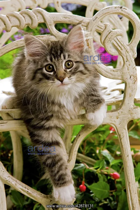  : Norwegian Forest Cat - kitten on chair