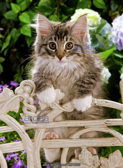 : Norwegian Forest Cat - kitten climbing on chair : Norwegian Forest Cat - kitten climbing on chair