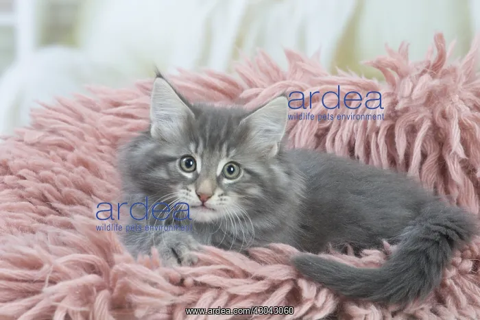  : Norwegian Forest Cat, kitten on fluffy rug