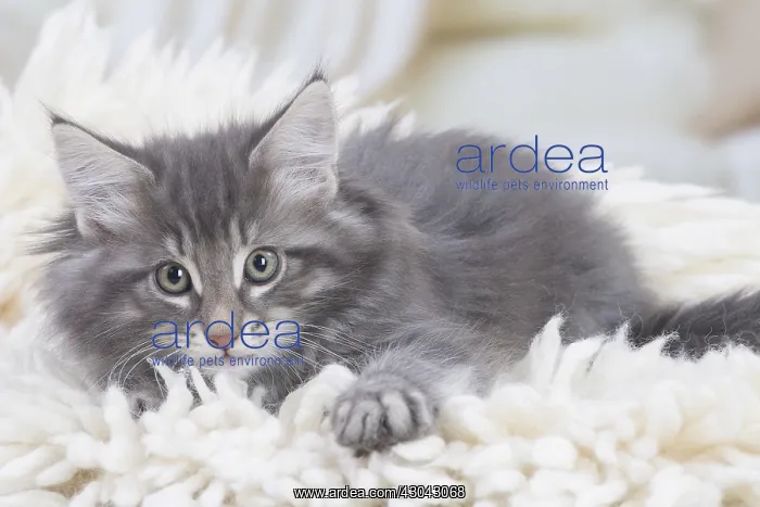  : Norwegian Forest Cat, kitten on fluffy rug