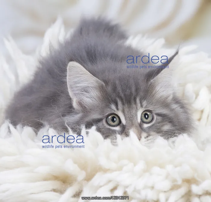  : Norwegian Forest Cat, kitten on fluffy rug