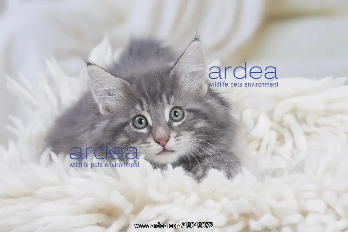  : Norwegian Forest Cat, kitten on fluffy rug