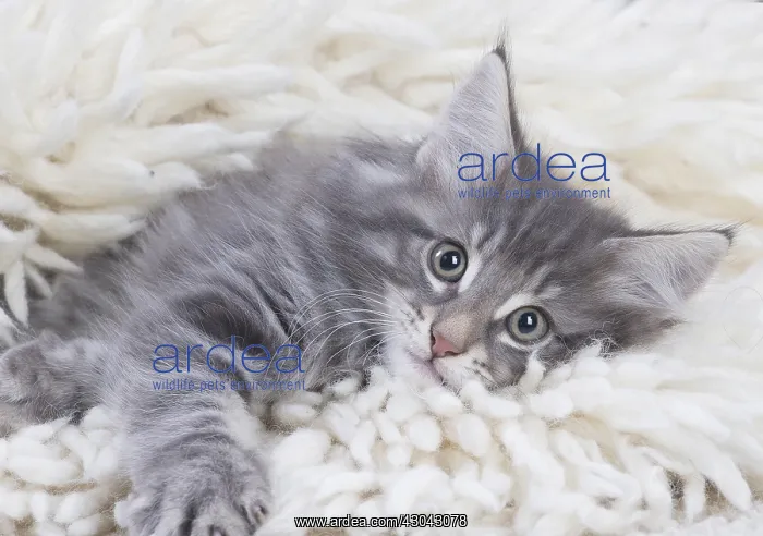  : Norwegian Forest Cat, kitten on fluffy rug