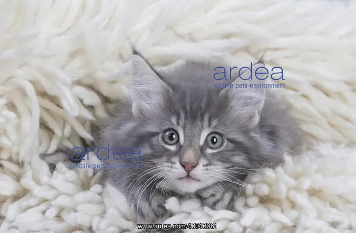  : Norwegian Forest Cat, kitten on fluffy rug