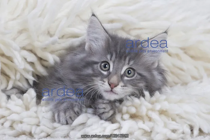  : Norwegian Forest Cat, kitten on fluffy rug