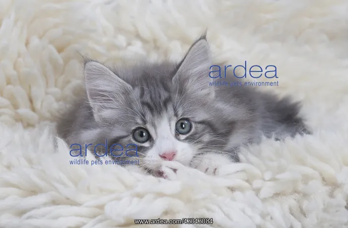  : Norwegian Forest Cat, kitten on fluffy rug