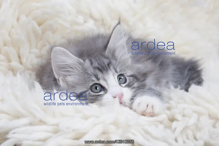  : Norwegian Forest Cat, kitten on fluffy rug