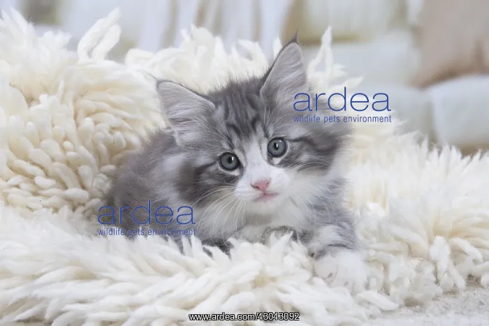  : Norwegian Forest Cat, kitten on fluffy rug