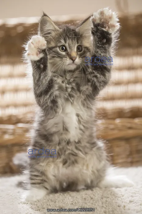 : Norwegian Forest Cat, kitten on hind legs : Norwegian Forest Cat, kitten on hind legs