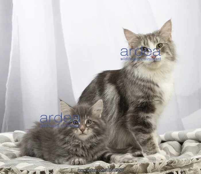  : Norwegian Forest Cat and kitten indoors