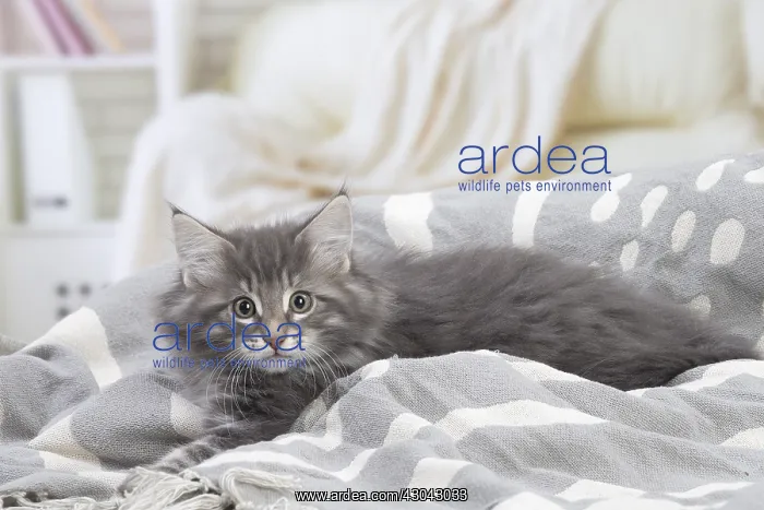  : Norwegian Forest Cat, kitten indoors