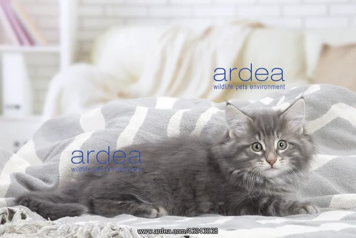  : Norwegian Forest Cat, kitten indoors