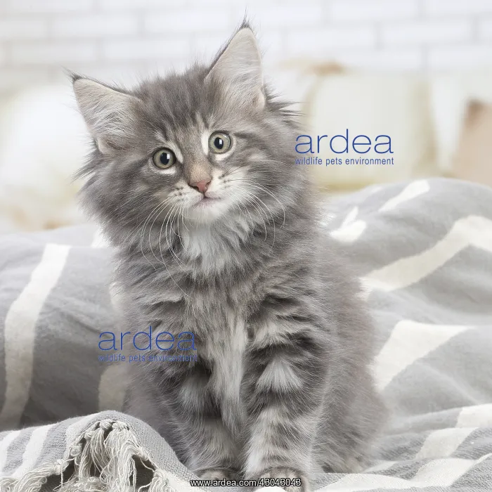  : Norwegian Forest Cat, kitten indoors