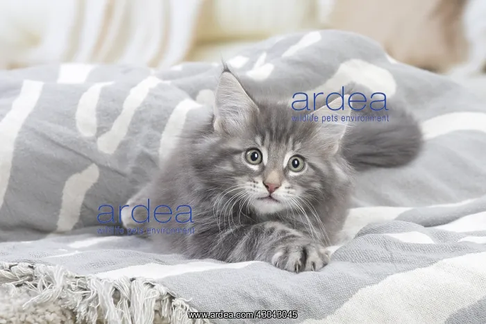  : Norwegian Forest Cat, kitten indoors