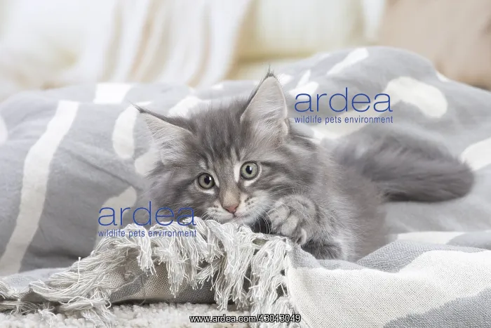  : Norwegian Forest Cat, kitten indoors