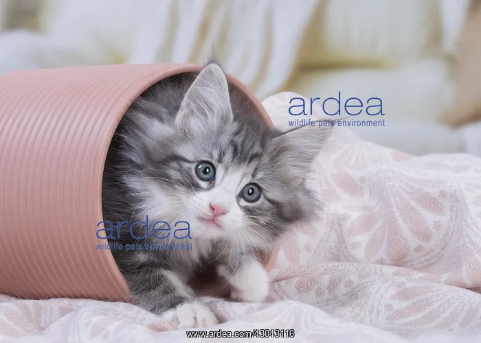  : Norwegian Forest Cat, kitten in a pot