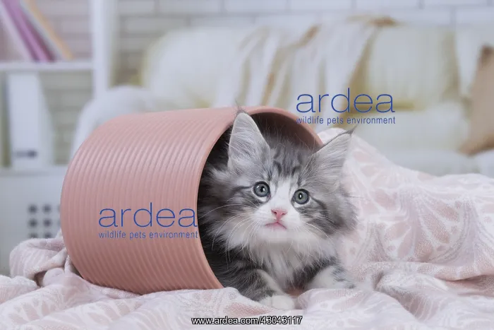  : Norwegian Forest Cat, kitten in a pot