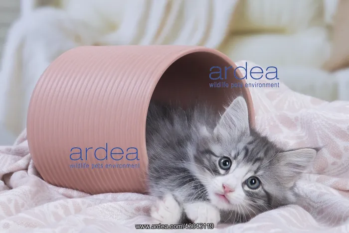  : Norwegian Forest Cat, kitten in a pot