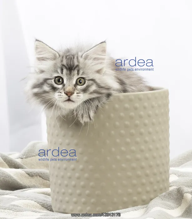  : Norwegian Forest Cat, kitten in a pot