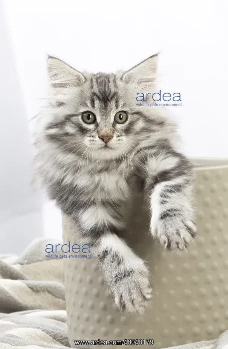  : Norwegian Forest Cat, kitten in a pot