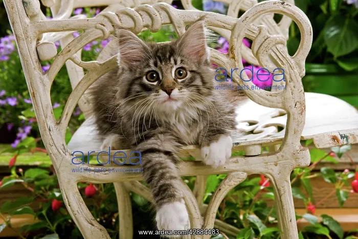: Norwegian Forest Cat - kitten sitting on chair with flowers : Norwegian Forest Cat - kitten sitting on chair with flowers