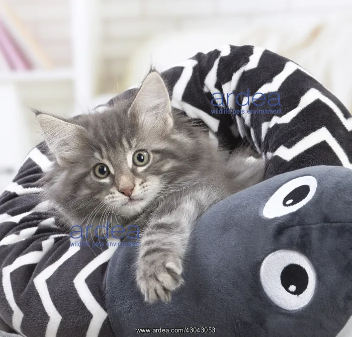 : Norwegian Forest Cat, kitten with soft toy snake : Norwegian Forest Cat, kitten with soft toy snake