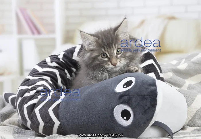 : Norwegian Forest Cat, kitten with soft toy snake : Norwegian Forest Cat, kitten with soft toy snake