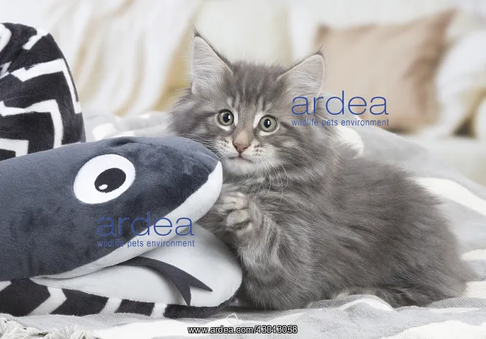 : Norwegian Forest Cat, kitten with soft toy snake : Norwegian Forest Cat, kitten with soft toy snake