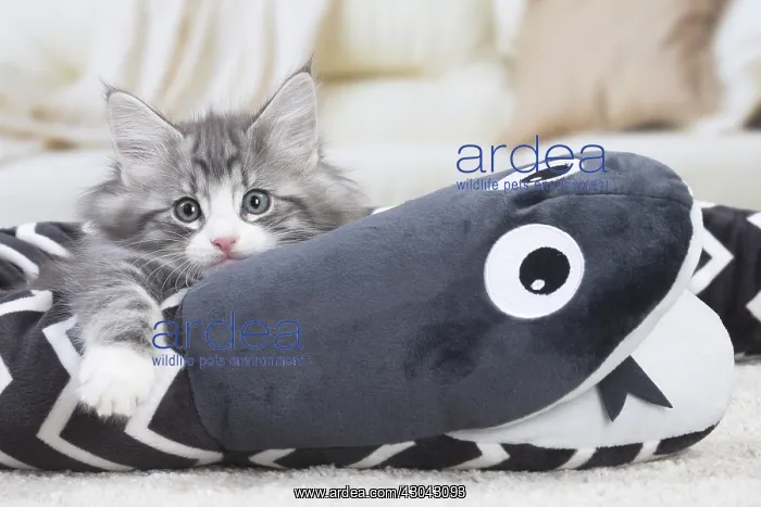 : Norwegian Forest Cat, kitten with soft toy snake : Norwegian Forest Cat, kitten with soft toy snake