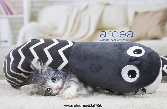 : Norwegian Forest Cat, kitten with soft toy snake : Norwegian Forest Cat, kitten with soft toy snake