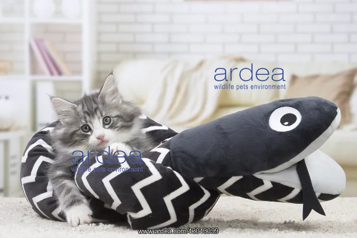 : Norwegian Forest Cat, kitten with soft toy snake : Norwegian Forest Cat, kitten with soft toy snake
