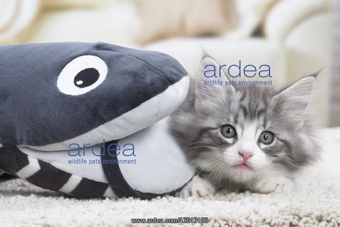 : Norwegian Forest Cat, kitten with soft toy snake : Norwegian Forest Cat, kitten with soft toy snake