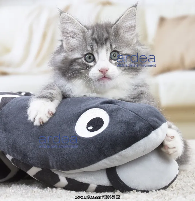 : Norwegian Forest Cat, kitten with soft toy snake : Norwegian Forest Cat, kitten with soft toy snake