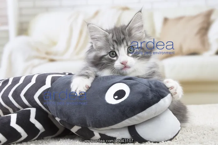 : Norwegian Forest Cat, kitten with soft toy snake : Norwegian Forest Cat, kitten with soft toy snake