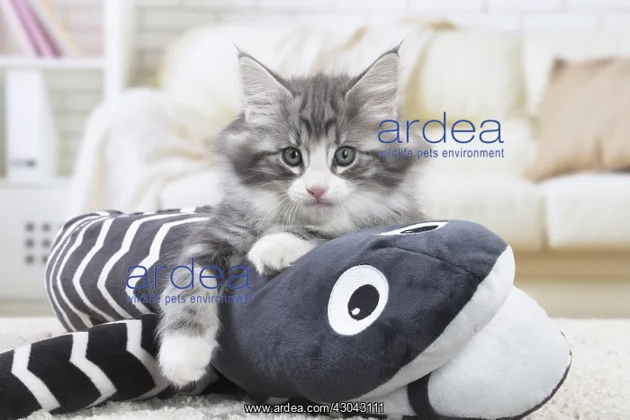 : Norwegian Forest Cat, kitten with soft toy snake : Norwegian Forest Cat, kitten with soft toy snake