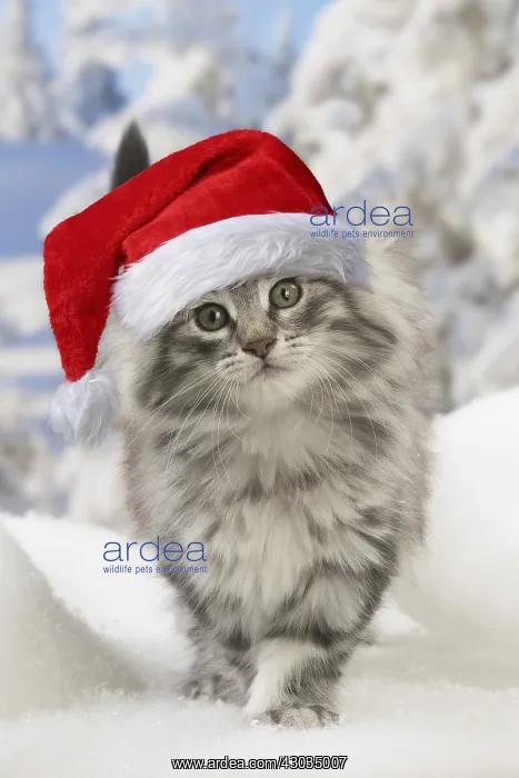 : Norwegian Forest Cat, kitten wearing Christmas : Norwegian Forest Cat, kitten wearing Christmas