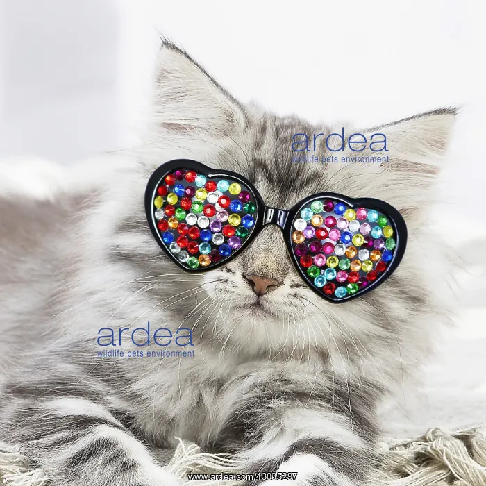  : Norwegian Forest Cat, kitten wearing heart shaped