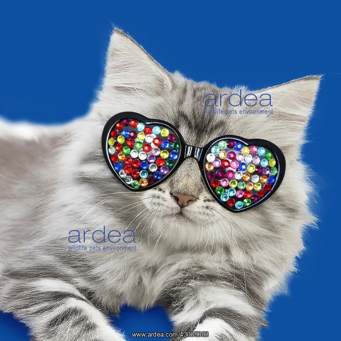 : Norwegian Forest Cat, kitten wearing heart shaped : Norwegian Forest Cat, kitten wearing heart shaped