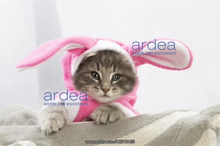 : Norwegian Forest Cat, kitten wearing pink rabbit ears : Norwegian Forest Cat, kitten wearing pink rabbit ears